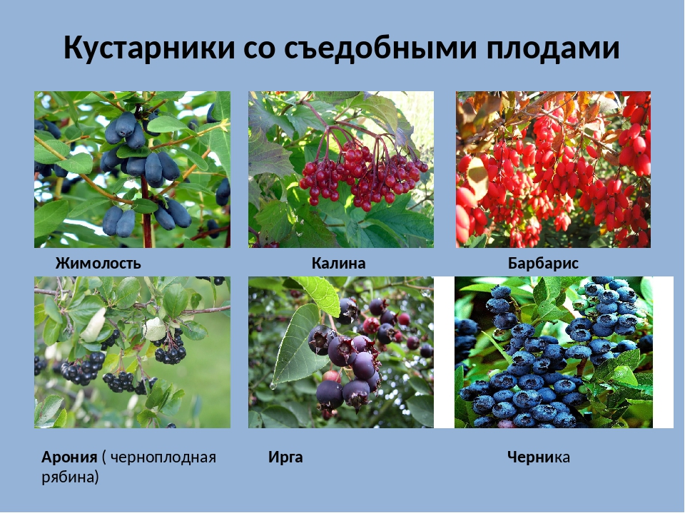 Какие плодовые кустарники бывают названия и фото