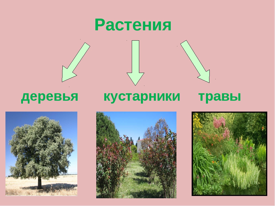 Деревья кустарники травы презентация для дошкольников