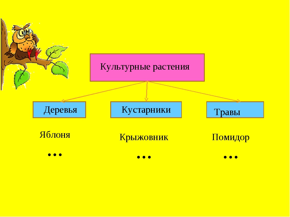 Лиственные и хвойные растения дикорастущие и культурные растения 1 класс презентация