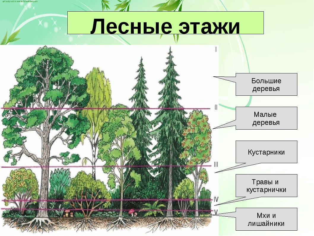 Растения 4 яруса леса