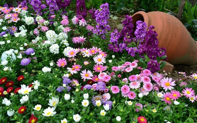 Лучшие многолетние цветы для сада, цветущие все лето