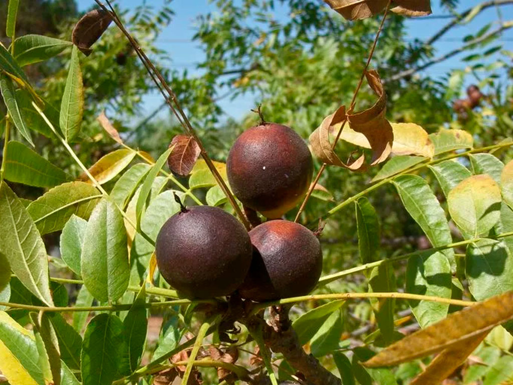 Черный орех. Орех черный, Juglans nigra. Juglans hindsii. Орех Гиндса. Черный орех Северная Америка.