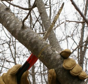 pruning with a hand saw