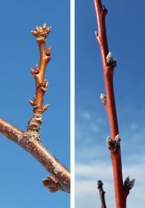 Flower buds of peach and plum trees
