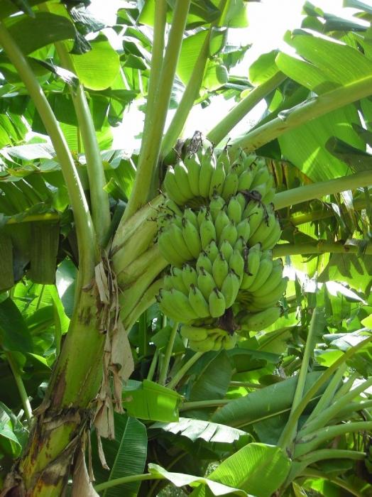 на чем растут бананы