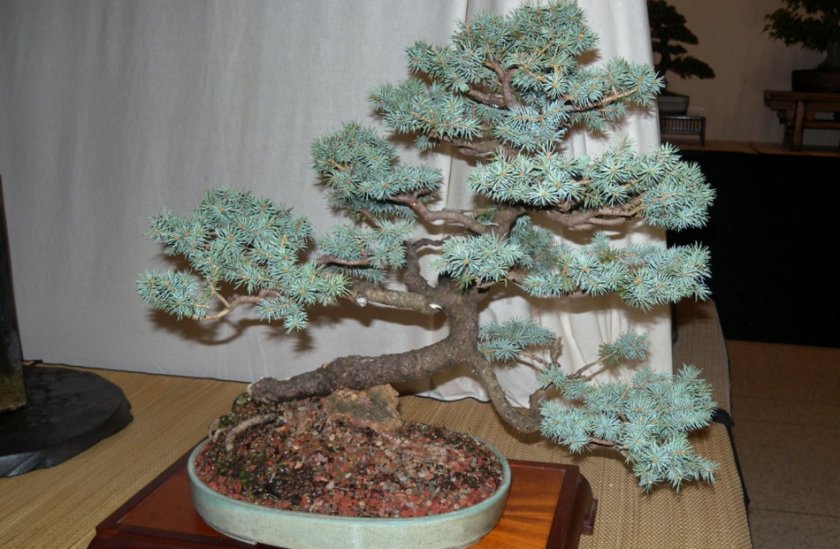 Голубая ель