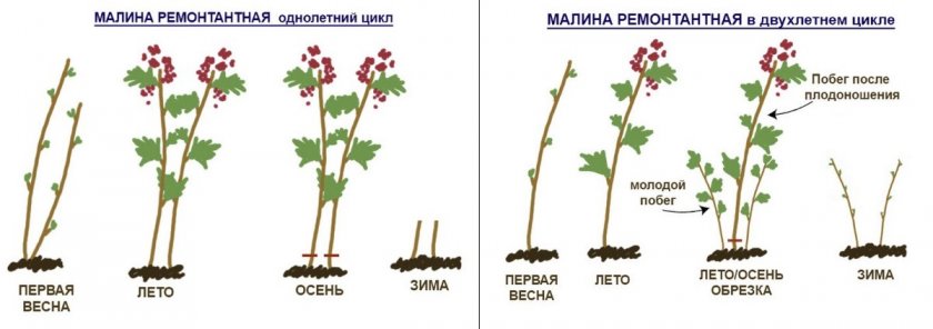 Обрезка ремонтантной малины для двойного плодоношения