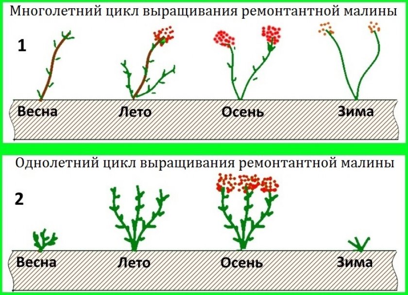 Цикл выращивания