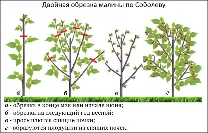 Обрезка малины по Соболеву