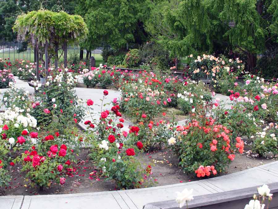 Как красиво посадить розы на дачном участке фото