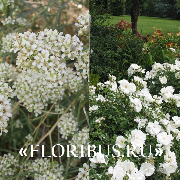 кустарники с белыми цветами