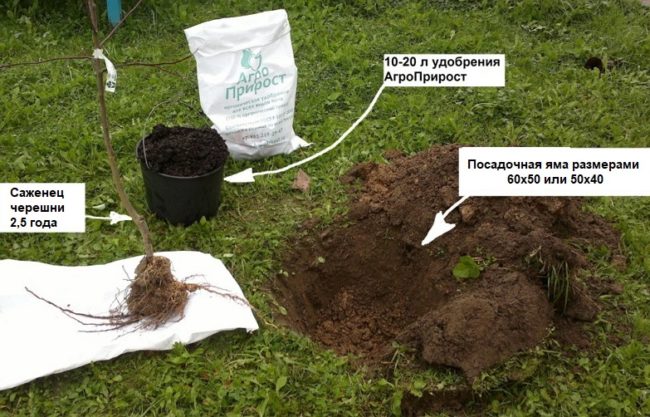 Фото весенней посадки саженца черешни с указанием размеров ямы используемого удобрения