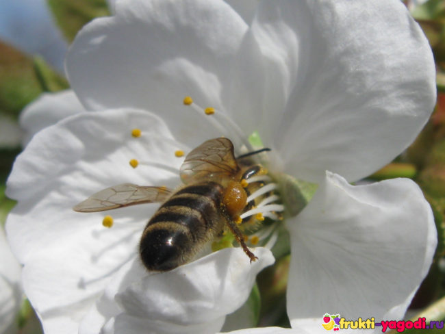 Пчела опыляет цветок черешни и ищет нектар