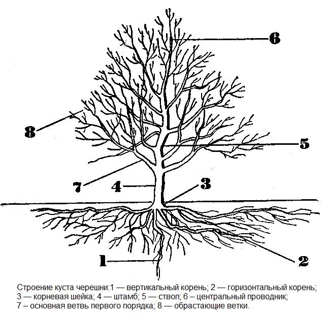 Схема строения взрослого деревца черешни с указанием основных частей