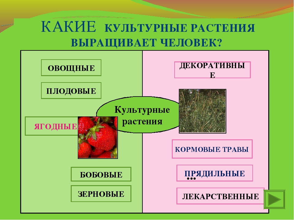 Название группа растений где выращивают. Культурные растения. Группы культурных растений. Культурные растения названия. Основные группы культурных растений.