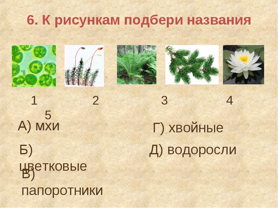 Какие растения относятся к водорослям. Водоросли мхи папоротники хвойные цветковые растения. Мхи хвойные папоротники. Название мхов и папоротников. Мухи папоротники хвойные.