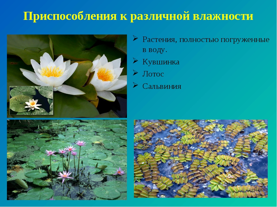 Приспособления растений к водной среде. Приспособления водных растений. Растения приспособленные к водной среде. Приспособление растений к среде.