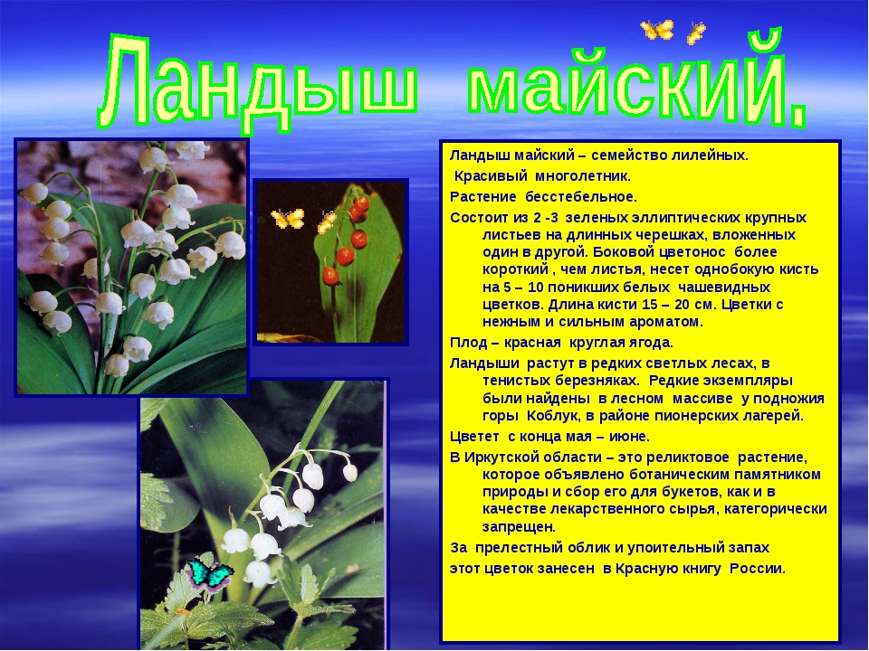 Майские цветы фото с названиями и описанием