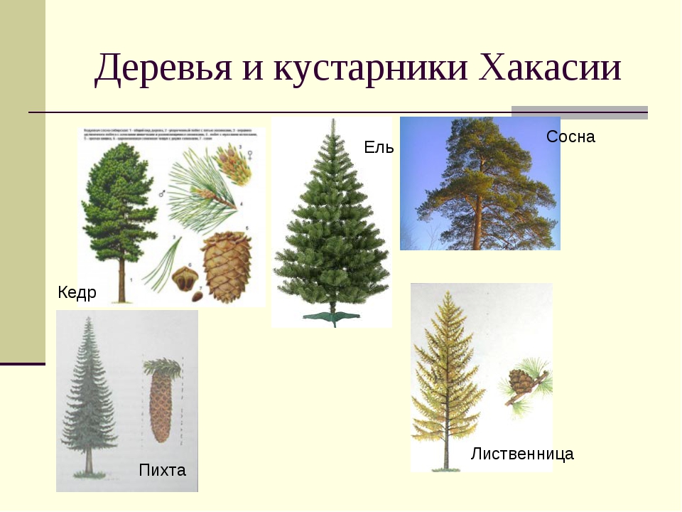 Хвойные деревья названия с картинками для сада