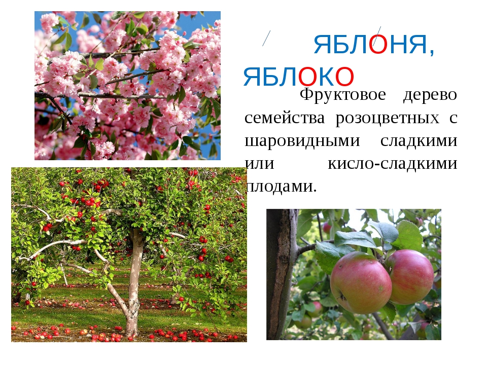 Семейство растения яблоня