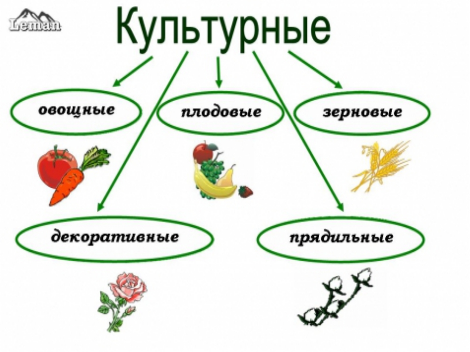 Нарисуй любые овощные растения окружающий мир 2