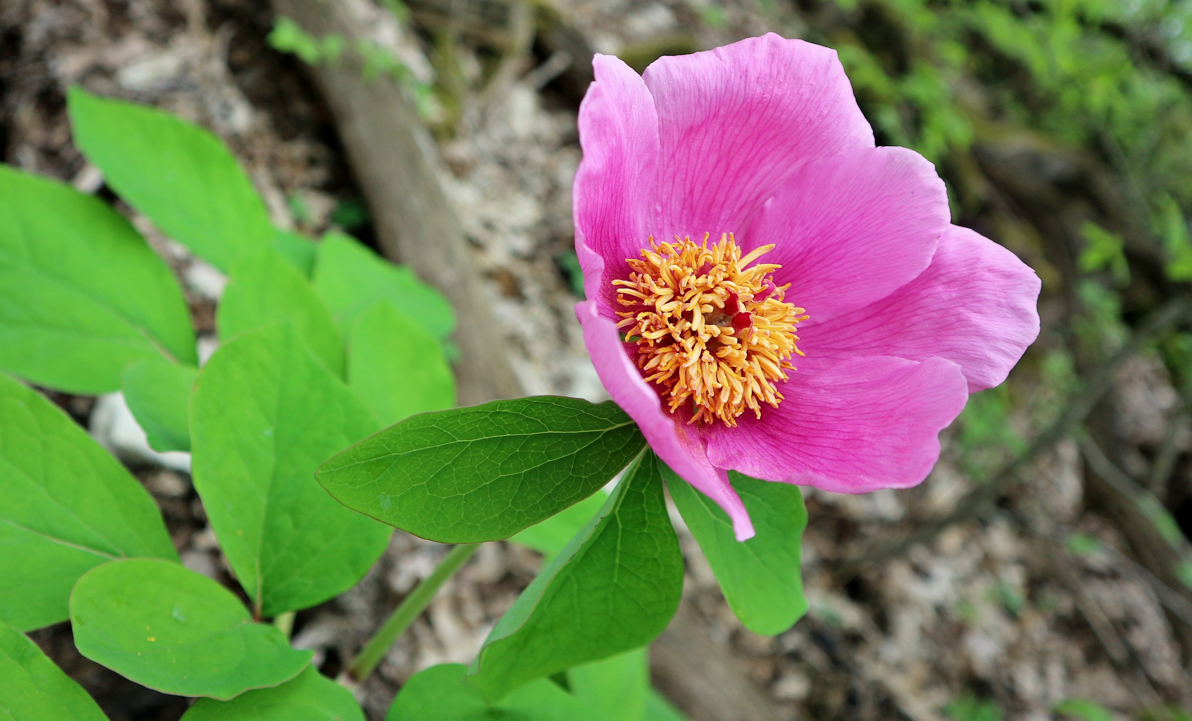 Пион кавказский Paeonia Caucasica