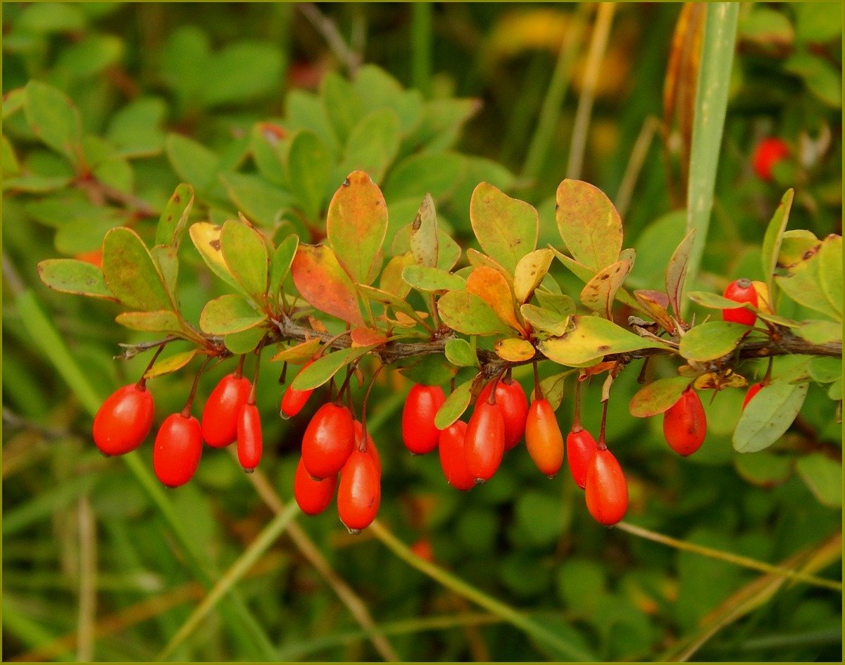 Есть ягоды барбариса. Барбарис обыкновенный Berberis vulgaris. Иссык-Кульский Барбарис. Барбарис Тунберга ягоды. Барбарис обыкновенный - Bеrberis vulgаris..