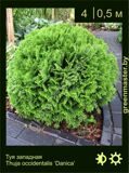 6-Туя-западная-Thuja-occidentalis-‘Danica’