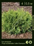 20-Туя-западная-Thuja-occidentalis-