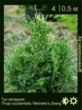 23-Thuja-occidentalis-‘Meineke’s-Zwerg’