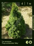 24-Туя-западная-Thuja-occidentalis-