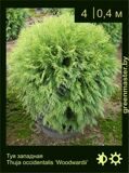 36-туя-западная-Thuja-occidentalis-‘Woodwardii’