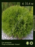 16-Туя-западная-Thuja-occidentalis-