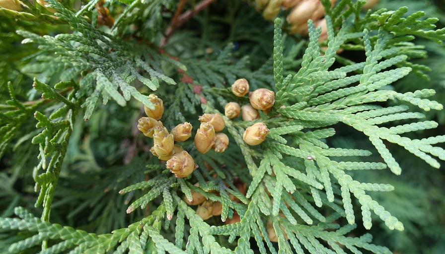 Know Your Remedies: Thuja Occidentalis (Thuj.) 1