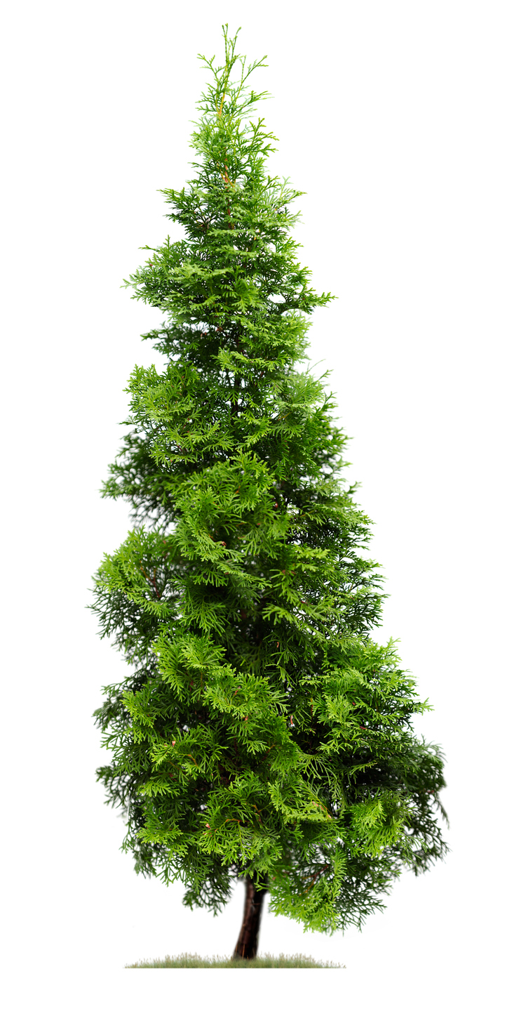 Know Your Remedies: Thuja Occidentalis (Thuj.) 2