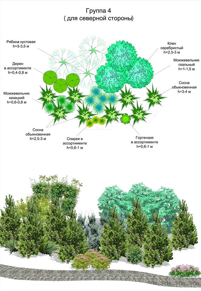 Схема посадки хвойных композиций