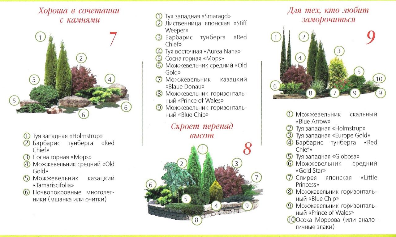 Схема посадки хвойных композиций