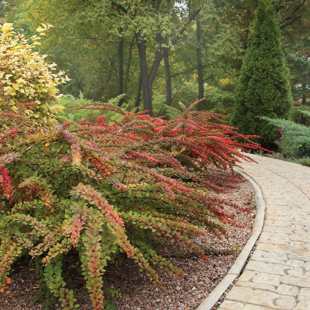 Berberis thunbergii куст