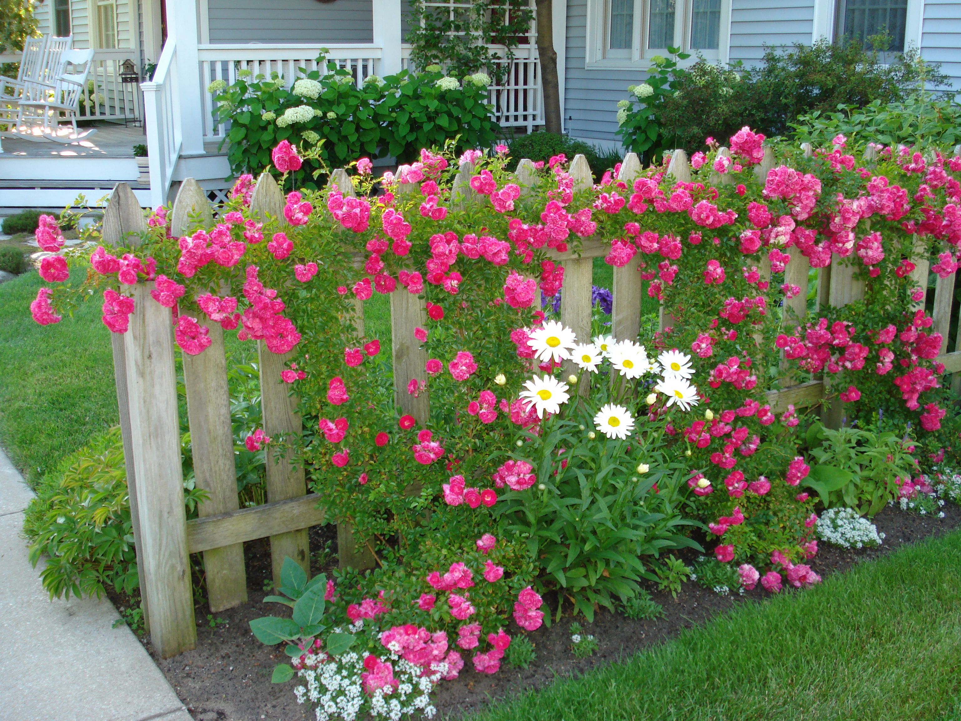 Розы возле дома дизайн своими руками фото