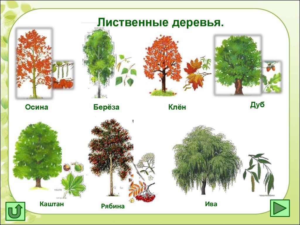 Деревья с сережками названия и фото в россии