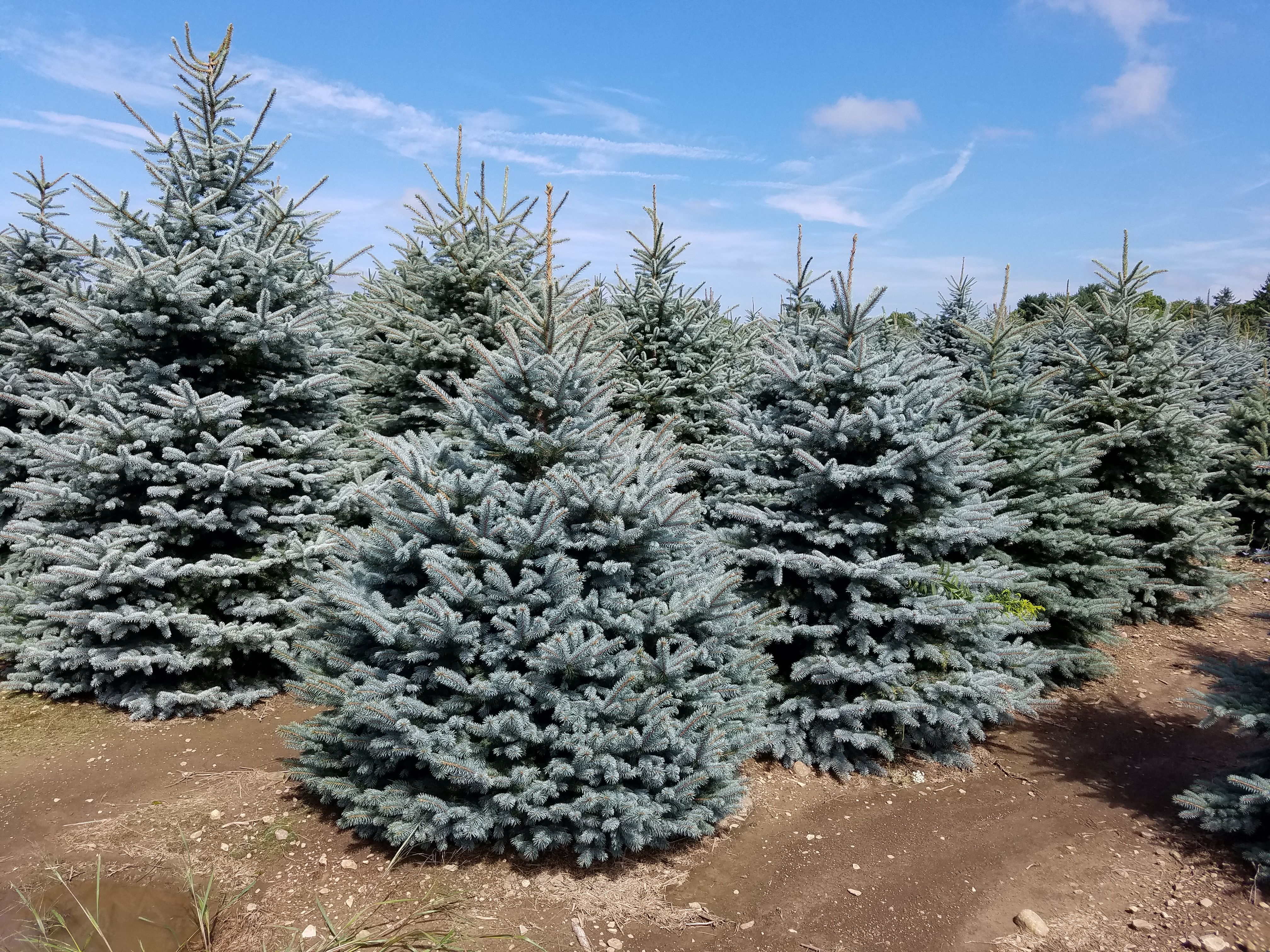 Ель колючая (Picea pungens glauca globosa)