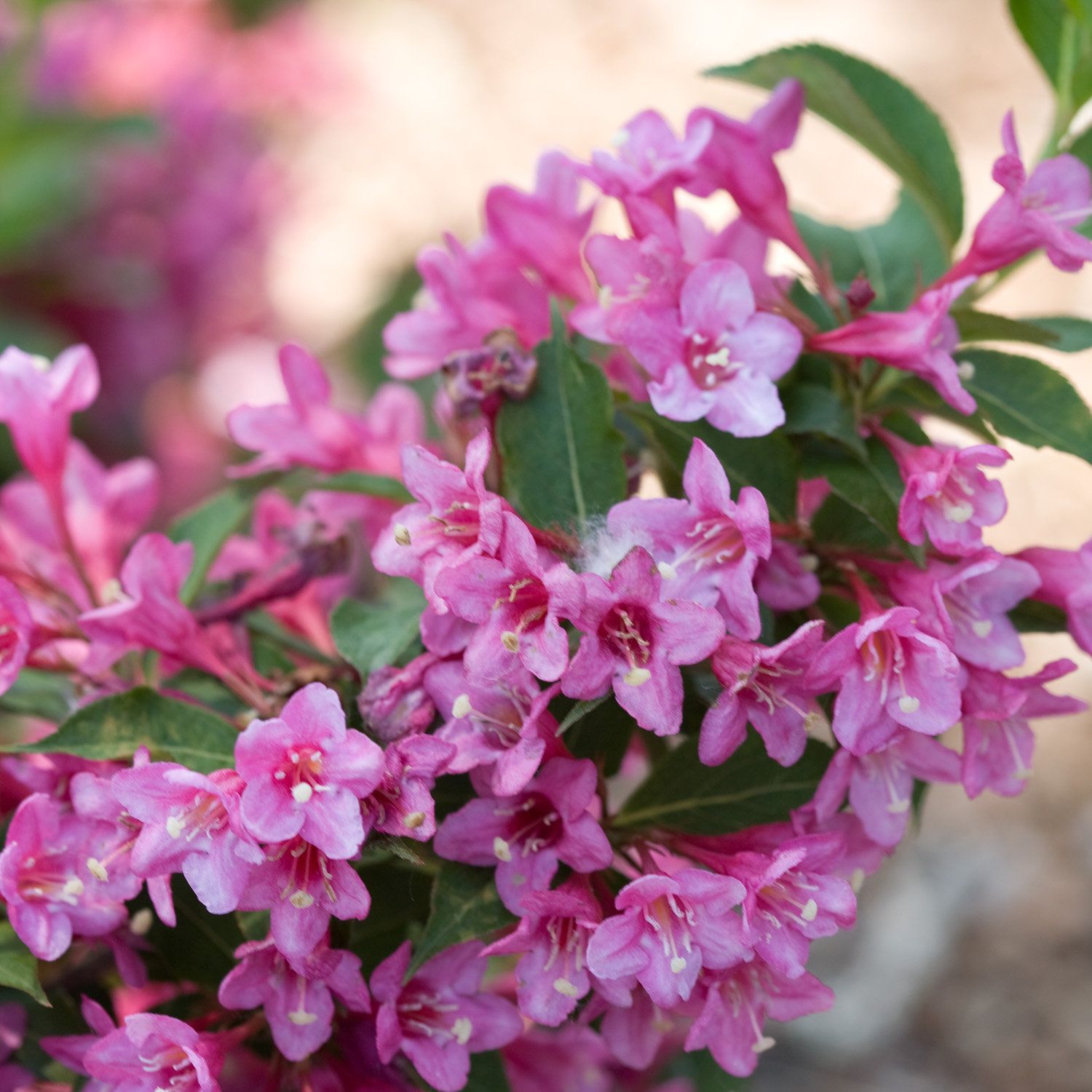 Куст цветет розовыми цветами ранней весной фото с названиями