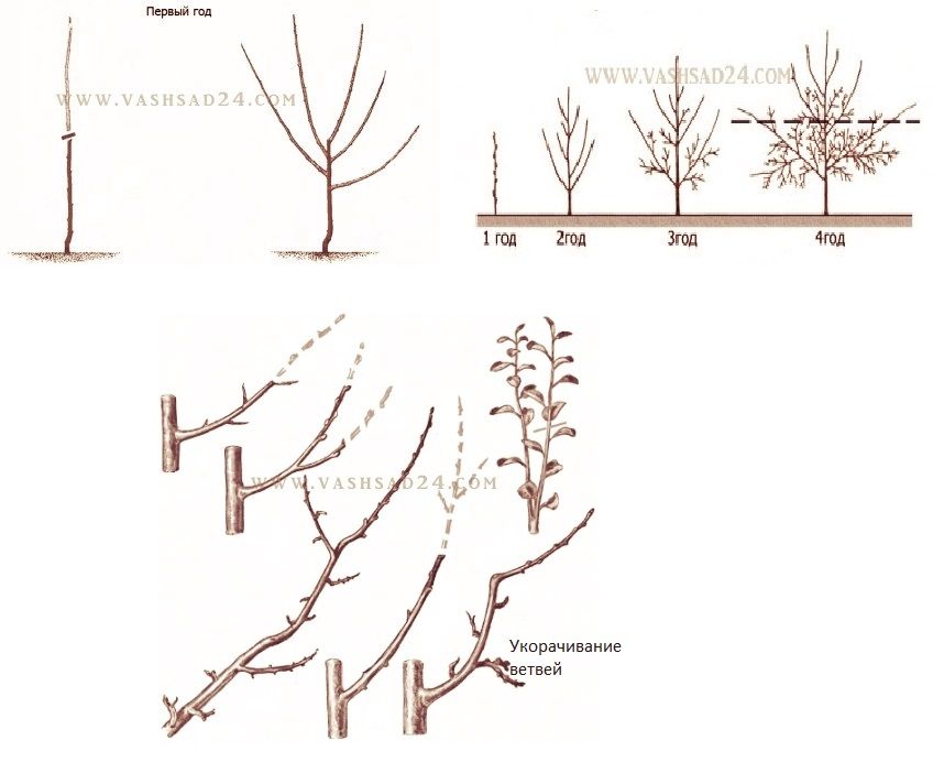 Обрезка плодовых деревьев осенью для начинающих в картинках пошагово
