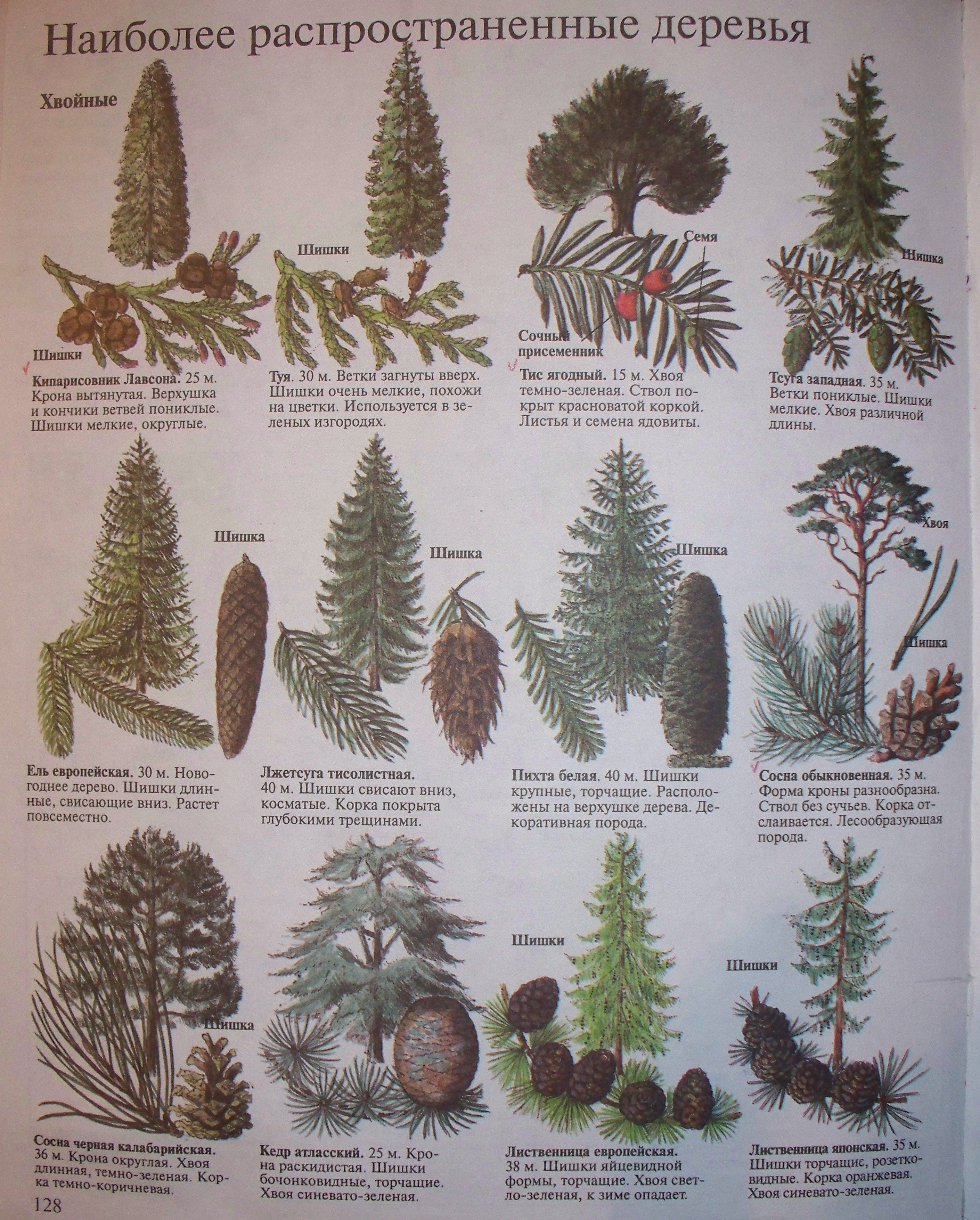 Шишки хвойных деревьев фото с названиями и описанием