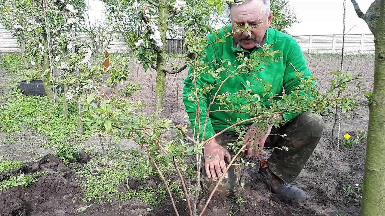 Как сохранить голубику до посадки. Голубика Садовая подвязка. Голубика куст подвязка. Агротехника кустов голубики. Обрезка голубики садовой.