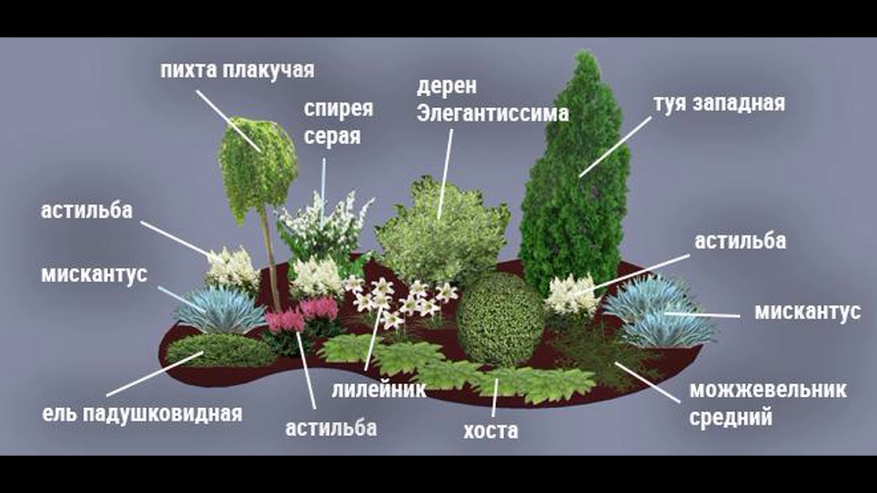 Схема посадки хвойных композиций