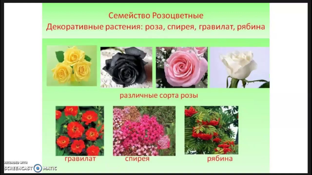 Куда можно отнести цветы. Декоративные растения семейства розоцветных. Представители семейства Розоцветные 6 класс. Семейство Розоцветные представители. Розоцветные растения представители семейства.