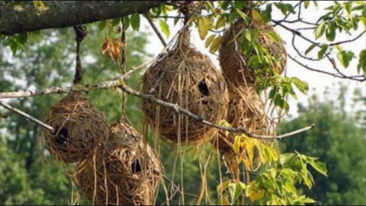 Гнезда разных птиц. Шалашник птица гнездо. Гнездо касиков. Гнездо Вердфольнира. Гнездо большенога.
