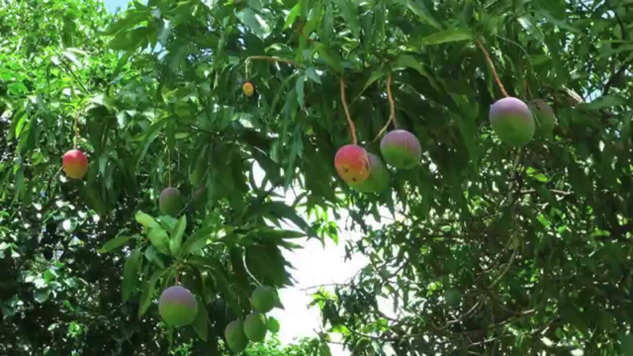 Манго растение фото в природе