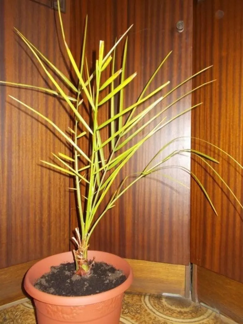 Пересадка финиковой пальмы